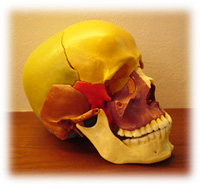 顎関節症：頭蓋骨写真