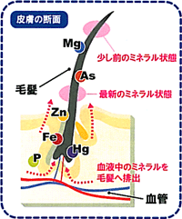 毛髪ミネラル検査